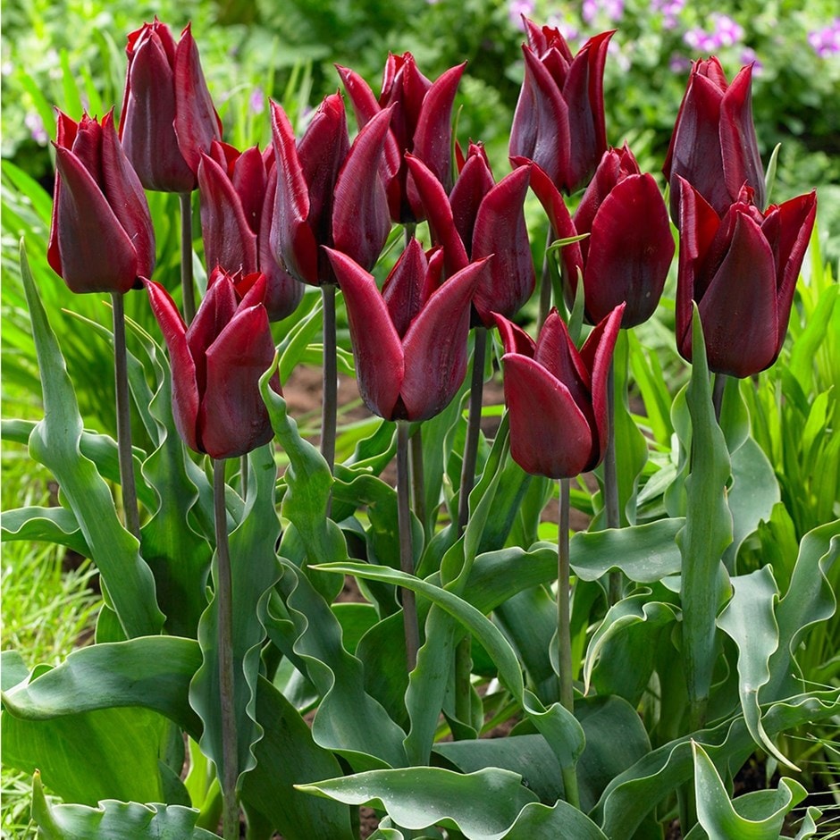 <i>Tulipa</i> 'Lasting Love'