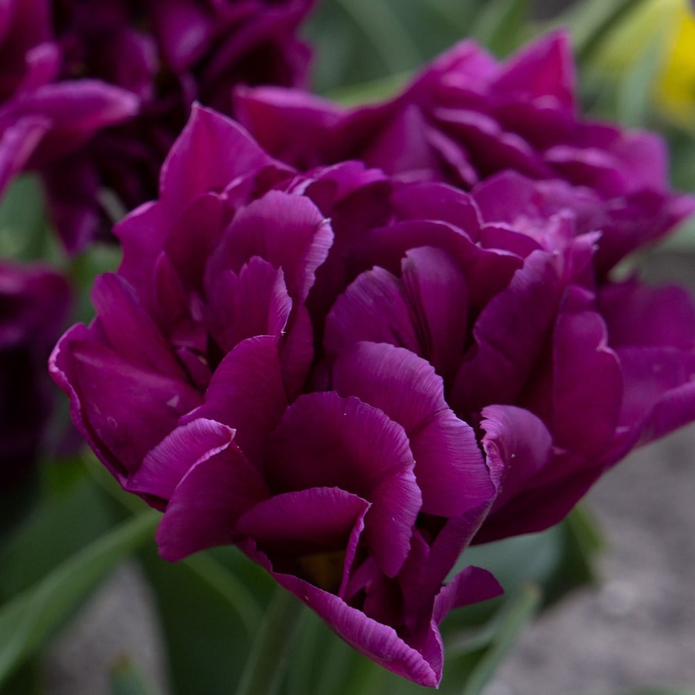<i>Tulipa</i> 'Showcase'