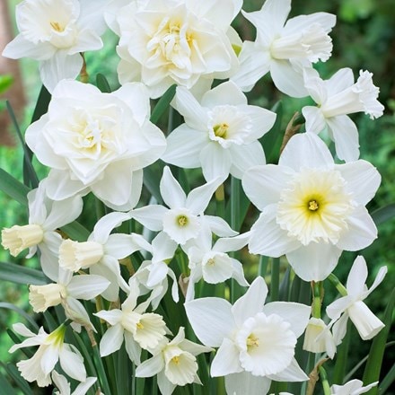 Narcissus Snow Fusion