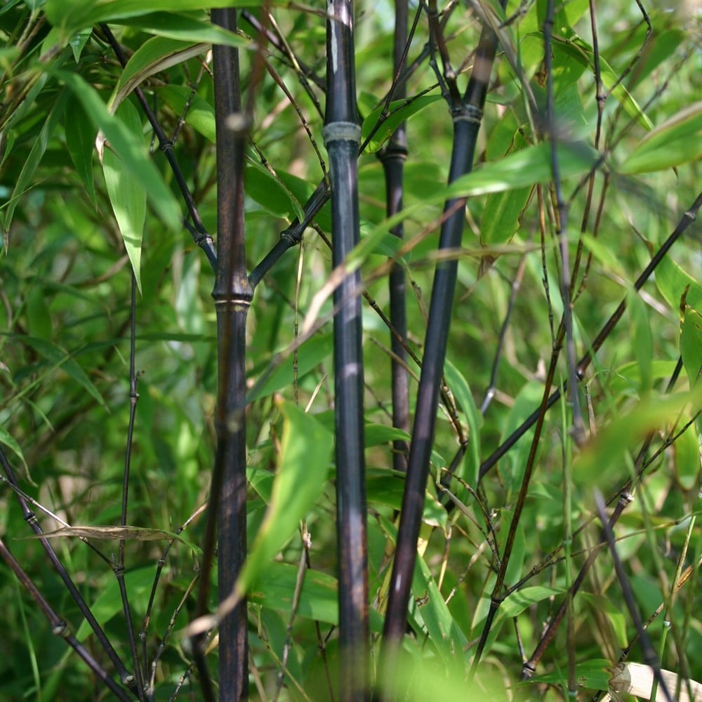 Buy Black Bamboo Phyllostachys Nigra: £59.99 Delivery By Crocus