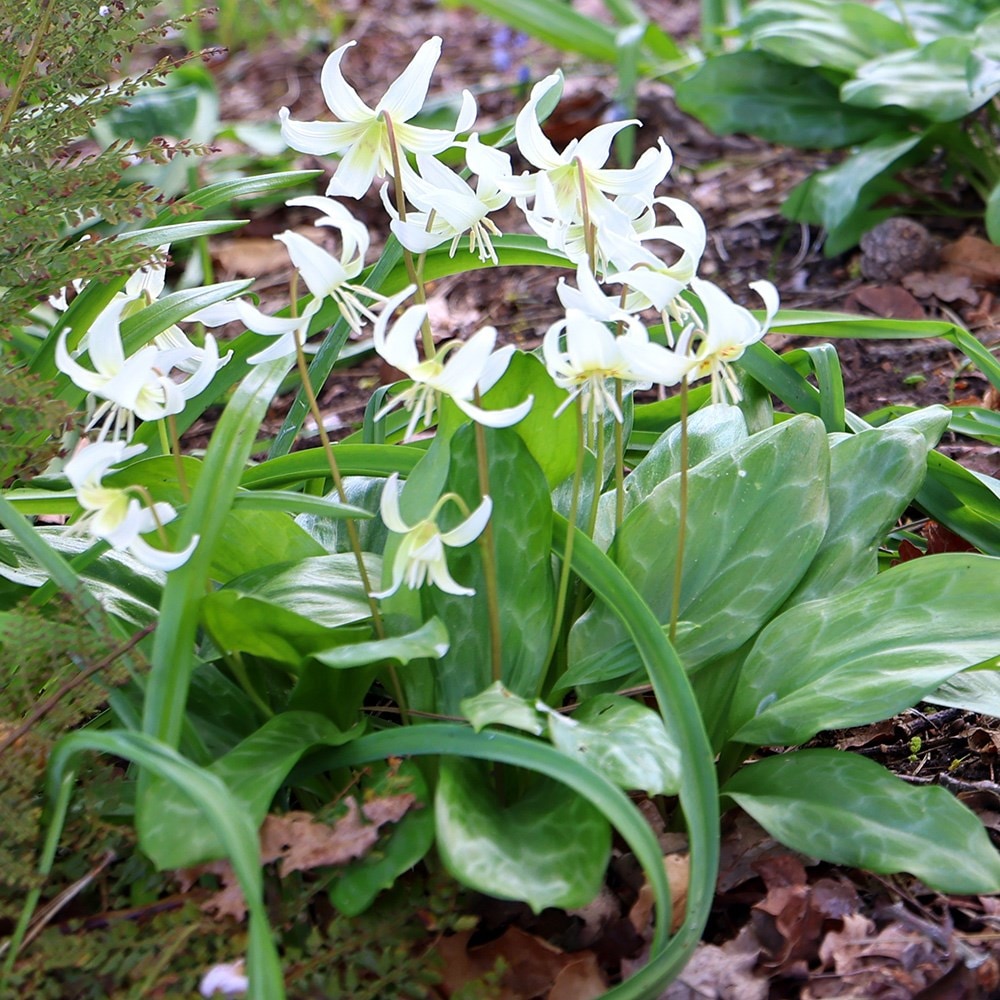 <i>Erythronium californicum</i> 'White Beauty'