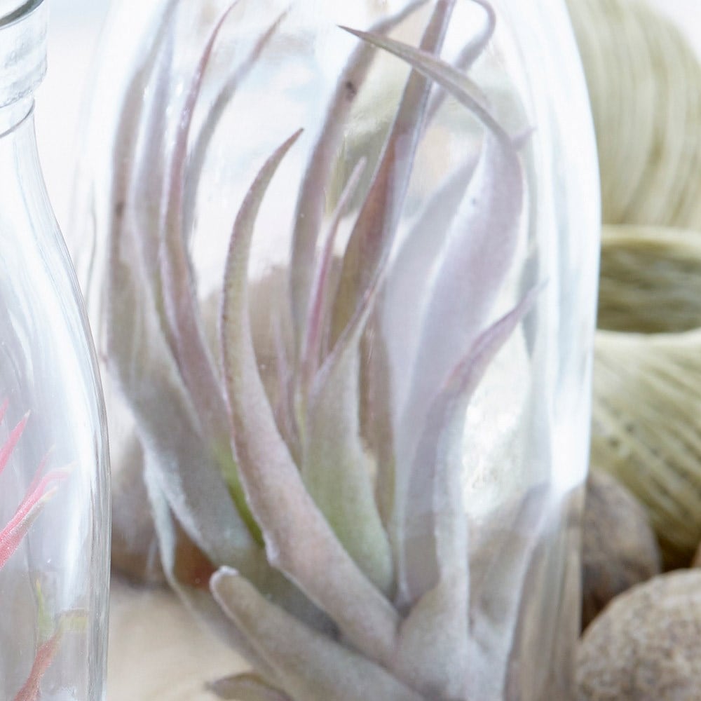 air plant in a glass bottle