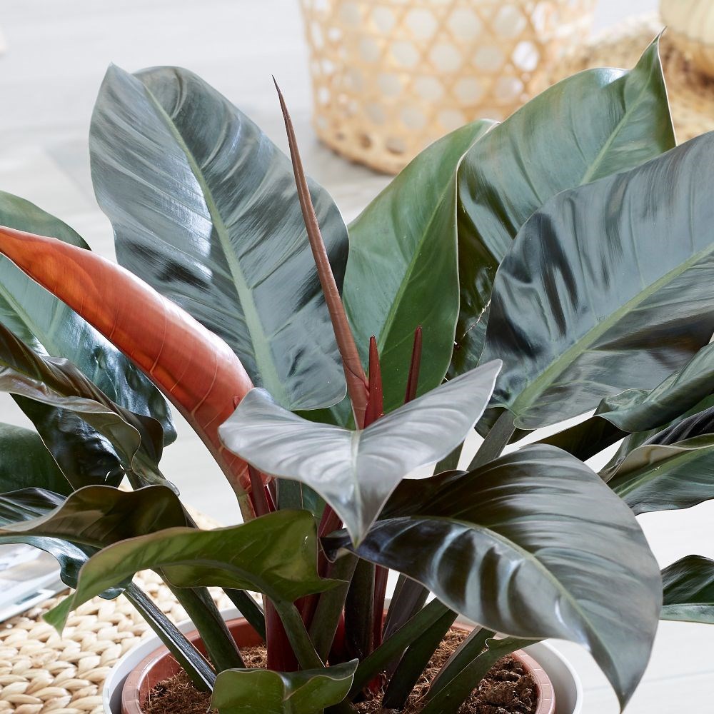 <i>Philodendron</i> 'Imperial Red'