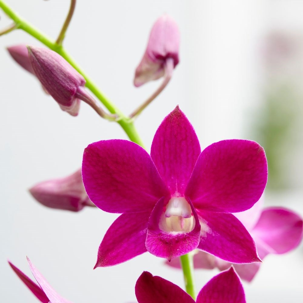 <i>Dendrobium</i> <b class=small-caps>Sa-nook Purple Happiness</b> ('Sapuha')