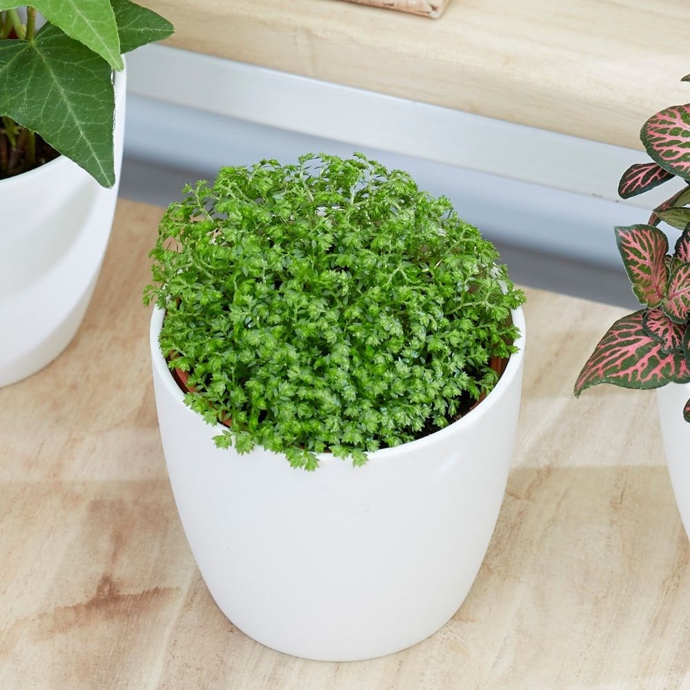 Selaginella - Bottle garden / terrarium plant