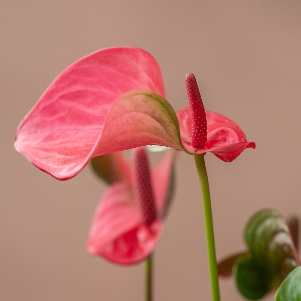 <i>Anthurium</i> <b class=small-caps>Pink Champion</b> ('Antinkeles') (PBR)