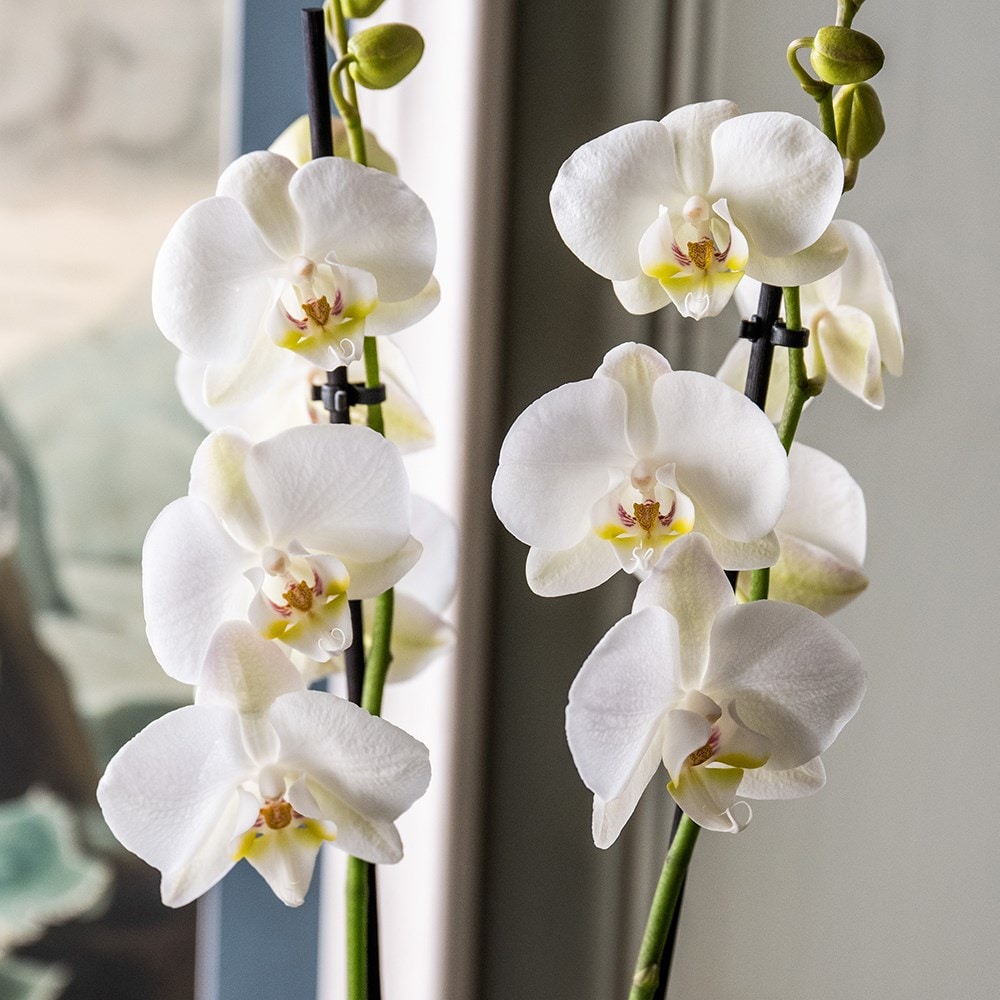 <i>Phalaenopsis grandiflorum</i> 'White'