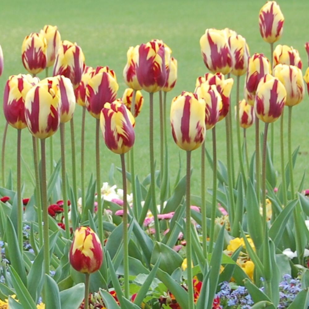 <i>Tulipa</i> 'Helmar'