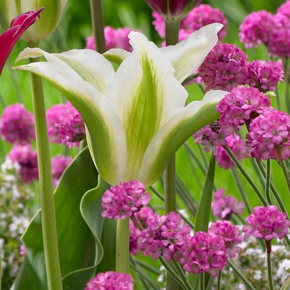 <i>Tulipa</i> 'Greenstar'