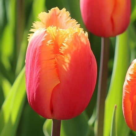 fringed tulip bulbs