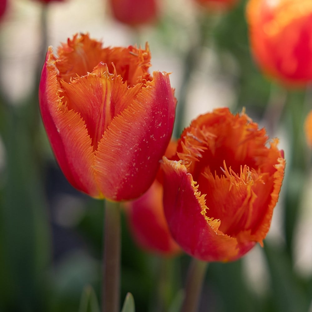 <i>Tulipa</i> 'Lambada'