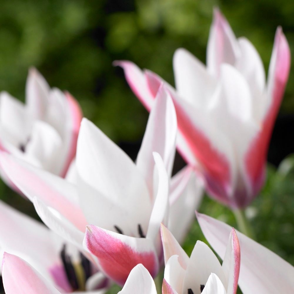 <i>Tulipa</i> 'Peppermintstick'