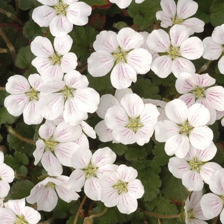 Erodium reichardii Album