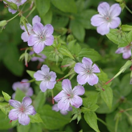 Geranium nodosum