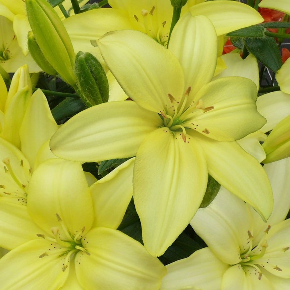 <i>Lilium</i> 'Easy Vanilla'