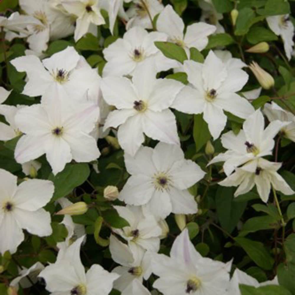 <i>Clematis</i> <b class=small-caps>Forever Friends</b> ('Zofofri') (PBR)
