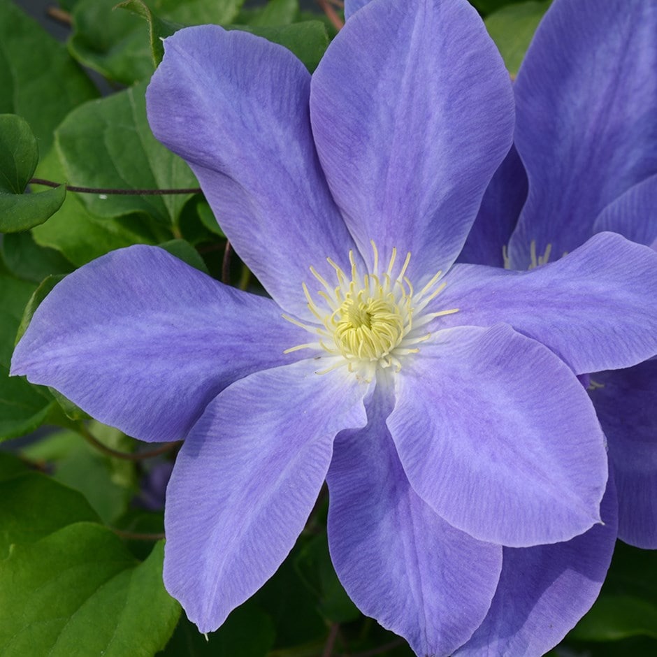 early large flowered clematis (group 2) early large flowered clematis (group 2)