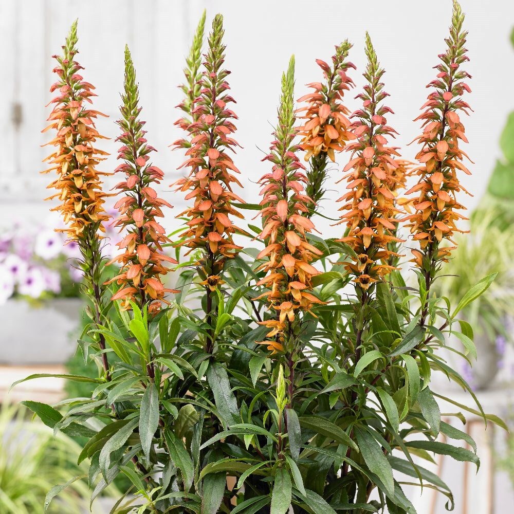 Buy Isoplexis Digitalis isabelliana Bella ('Isob007') (PBR) £14.99