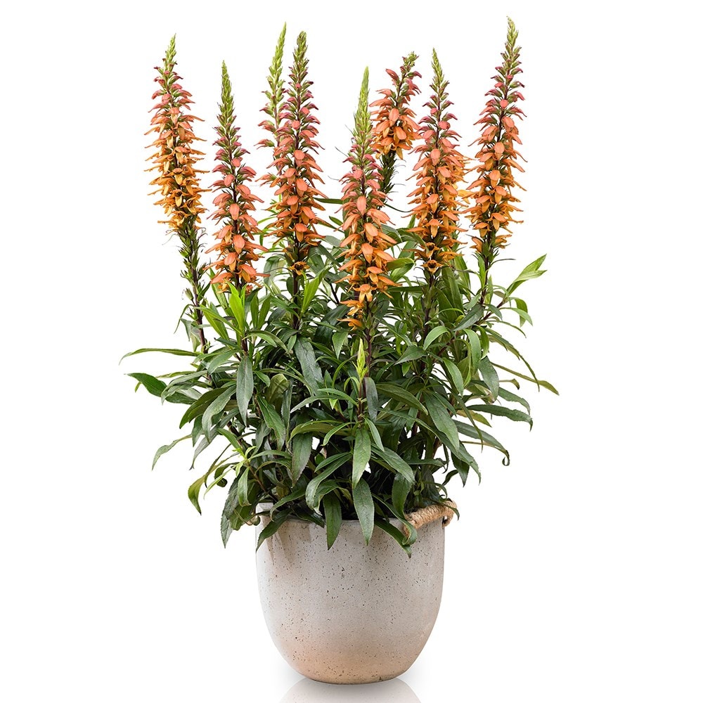 Buy Isoplexis Digitalis isabelliana Bella ('Isob007') (PBR) £14.99
