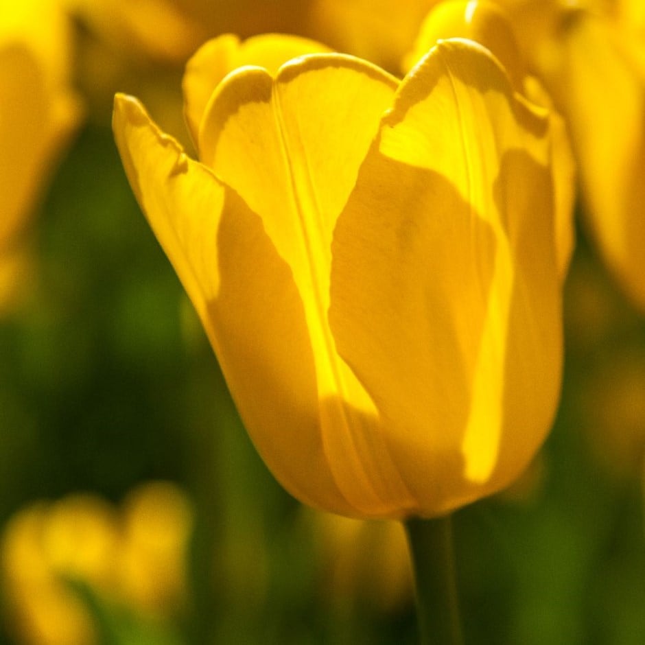 <i>Tulipa</i> 'Muscadet - Organic bulbs'