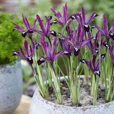 iris reticulata 'Pauline' bulbs