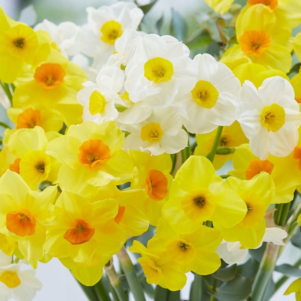 Multi-flowered daffodil collection