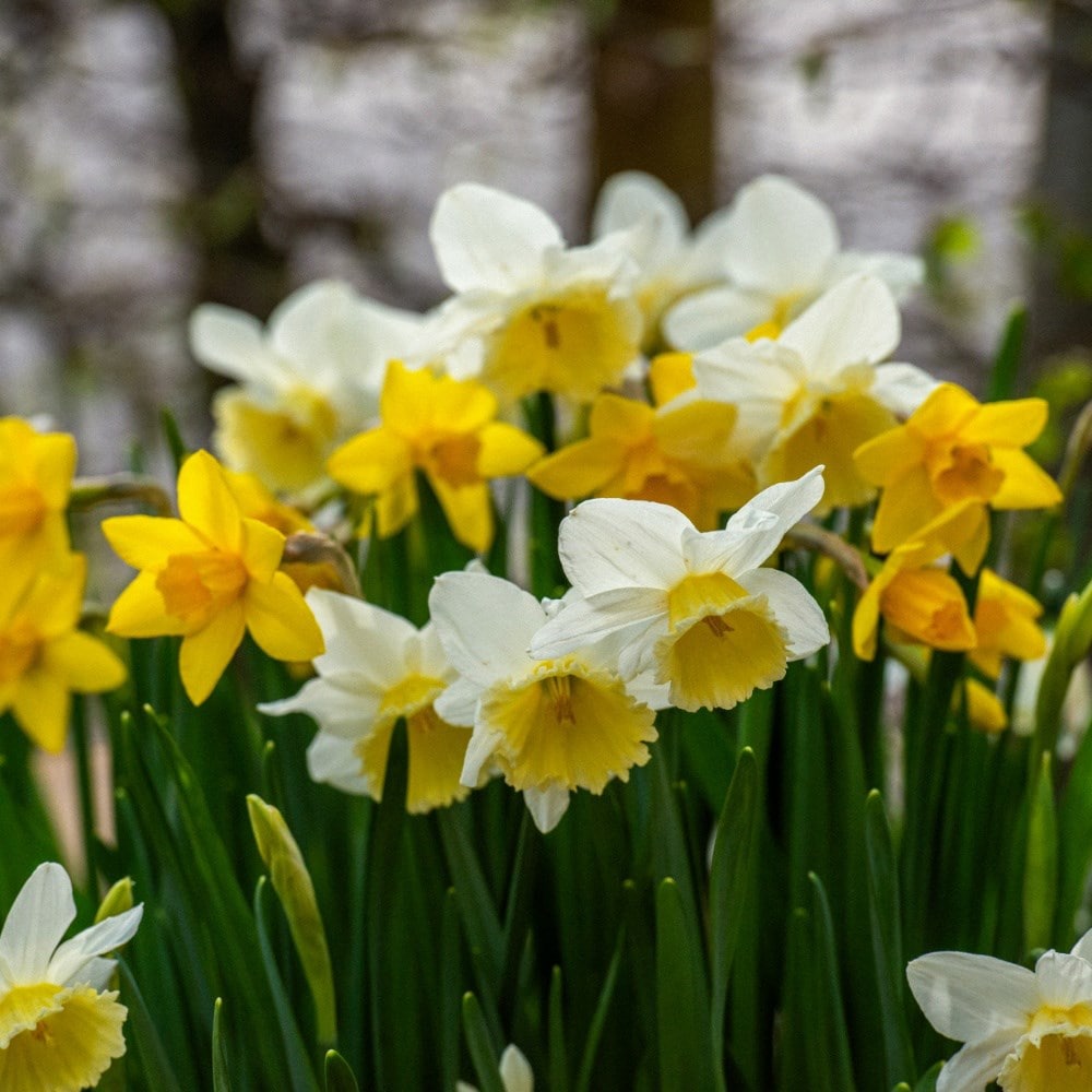 Dainty daffodil collection