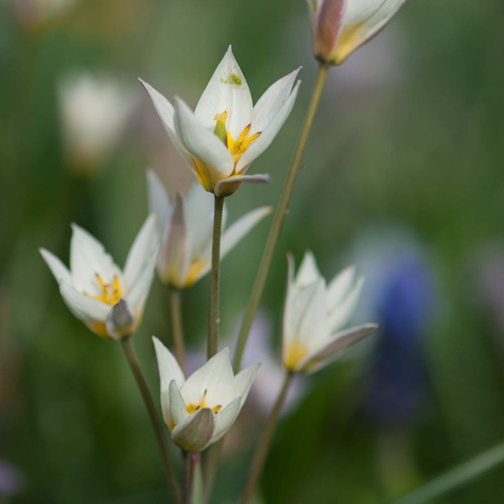 <i>Tulipa turkestanica</i> 