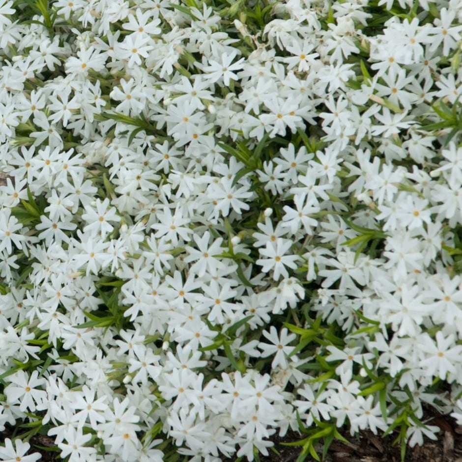 <i>Phlox subulata</i> 'Snowflake'