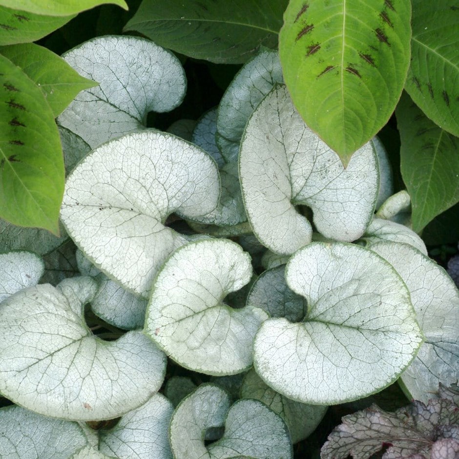 <i>Brunnera macrophylla</i> 'Looking Glass' (PBR)