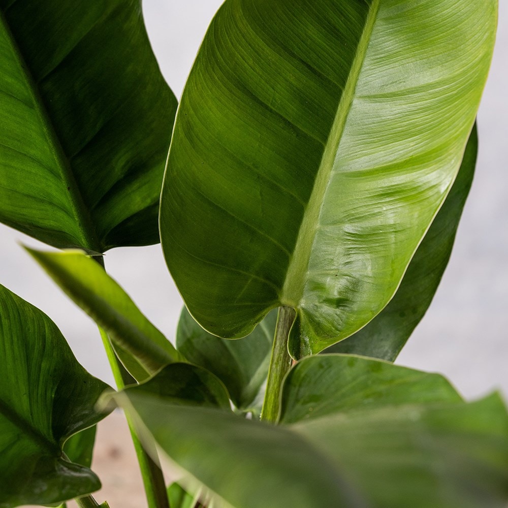 <i>Philodendron</i> 'Imperial Green'