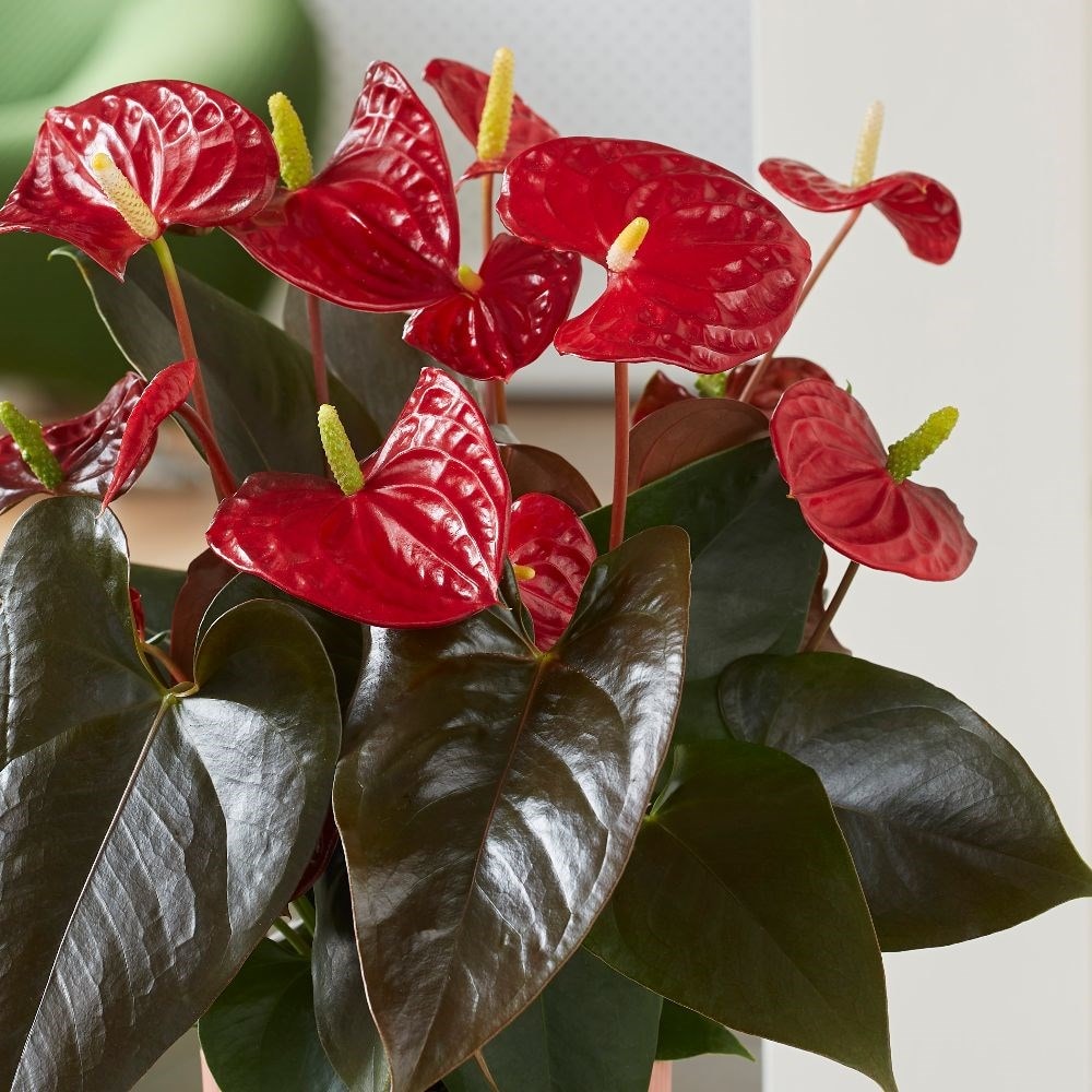 <i>Anthurium</i> (Andraeanum Group)  <b class=small-caps>Coral Champion</b> ('Anthdotfan') (PBR)