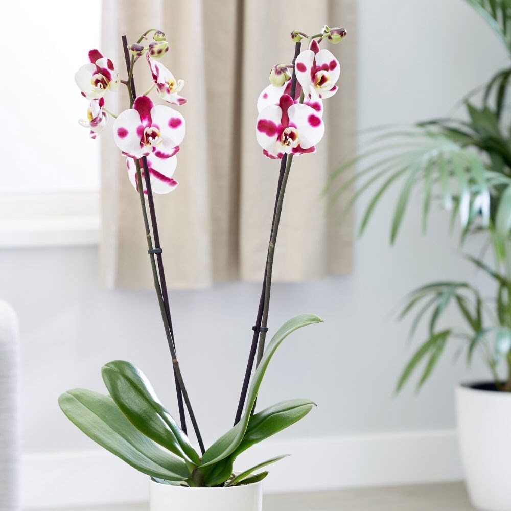 <i>Phalaenopsis</i> Ever-spring Fairy 'Elegant Polka Dots'