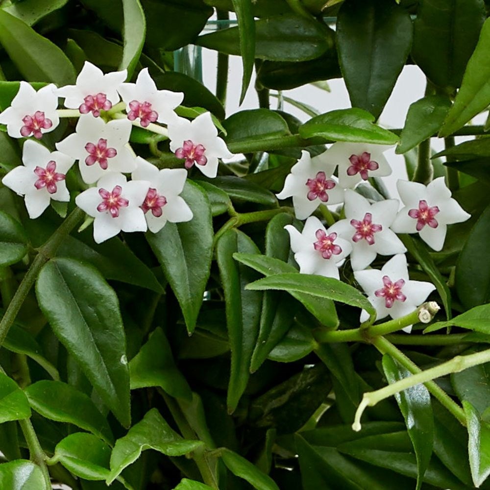 <i>Hoya lanceolata</i> subsp. <i>bella</i>