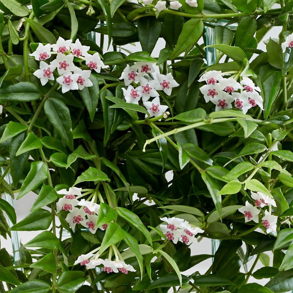 <i>Hoya lanceolata</i> subsp. <i>bella</i>