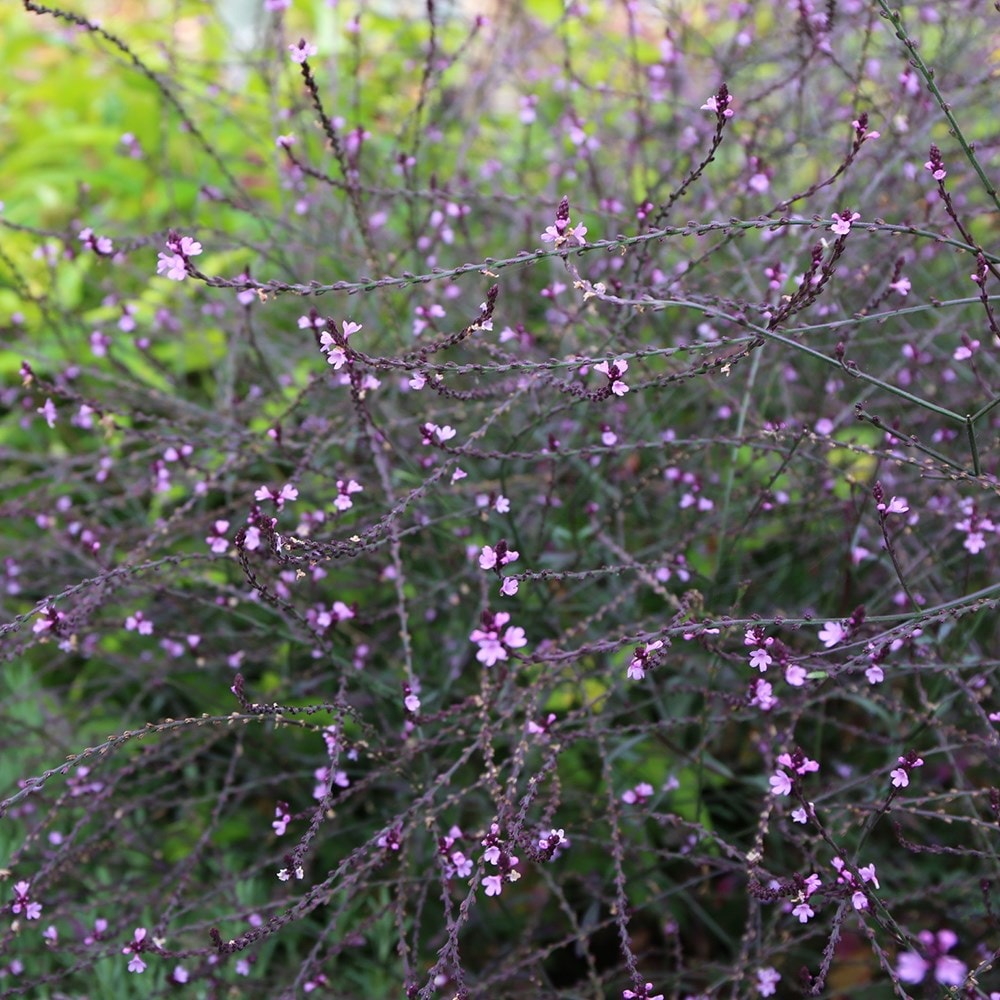 <i>Verbena officinalis</i> var. <i>grandiflora</i> 'Bampton'