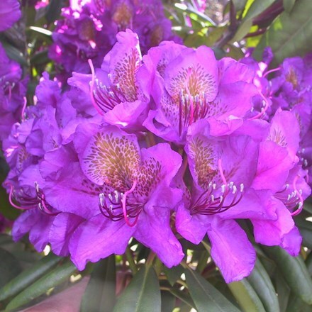 Rhododendron Monsieur Marcel Ménard