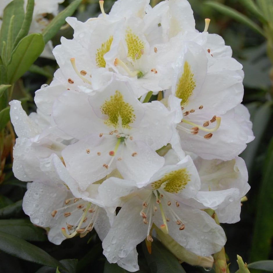 <i>Rhododendron</i> 'Madame Masson'