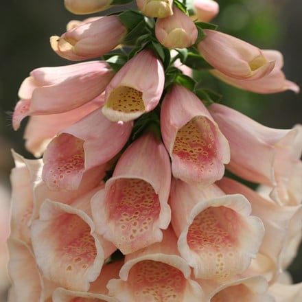 Digitalis purpurea Dalmatian Peach (Dalmatian Series)