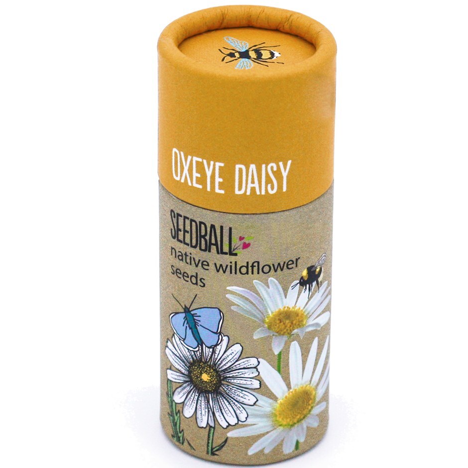Seedballs ox-eye daisy