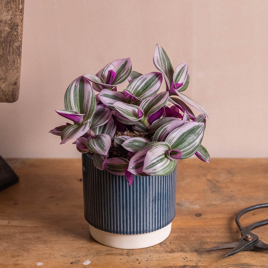 <i>Tradescantia albiflora</i> 'Nanouk' (PBR)