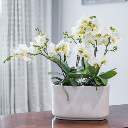 2 × Phalaenopsis orchids in a ceramic easy care self-watering pot