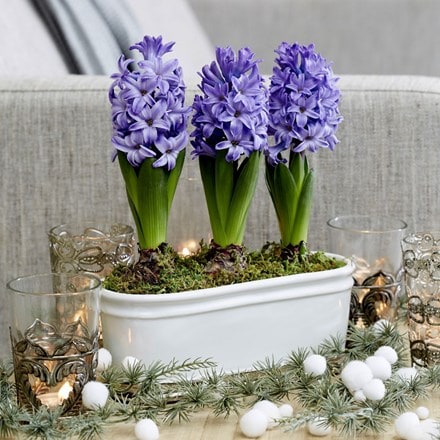 Scented blue hyacinths in a ceramic bowl