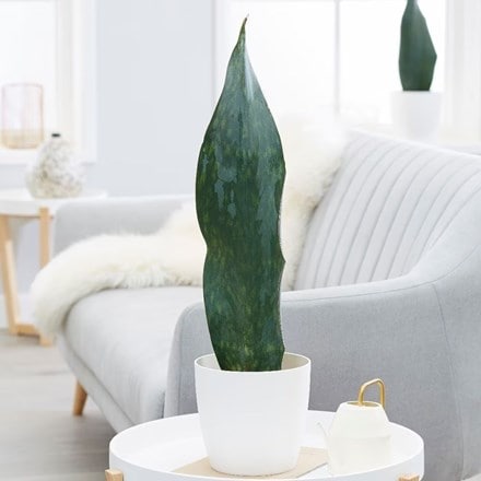 Sansevieria masoniana Victoria