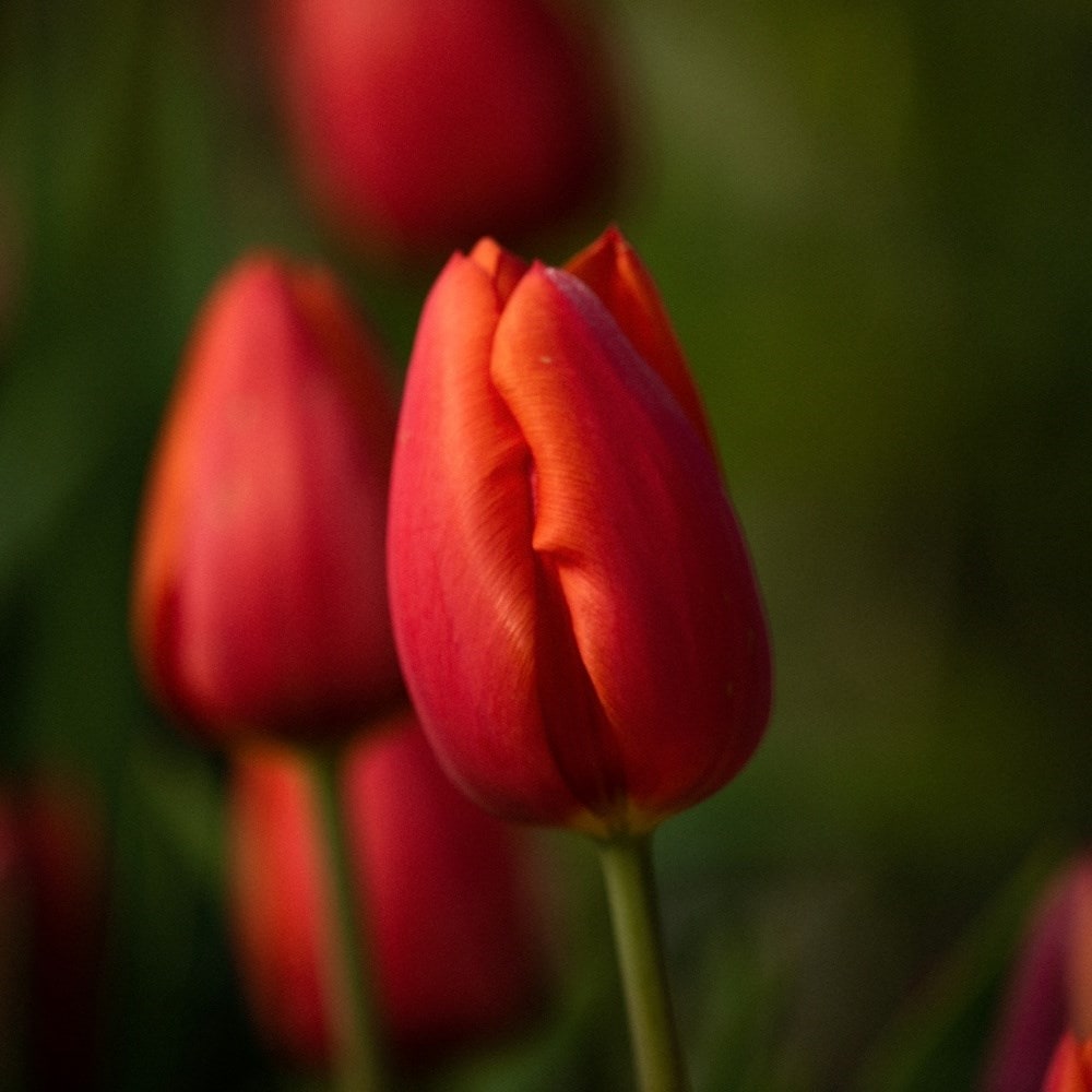 Brandy snap tulip collection