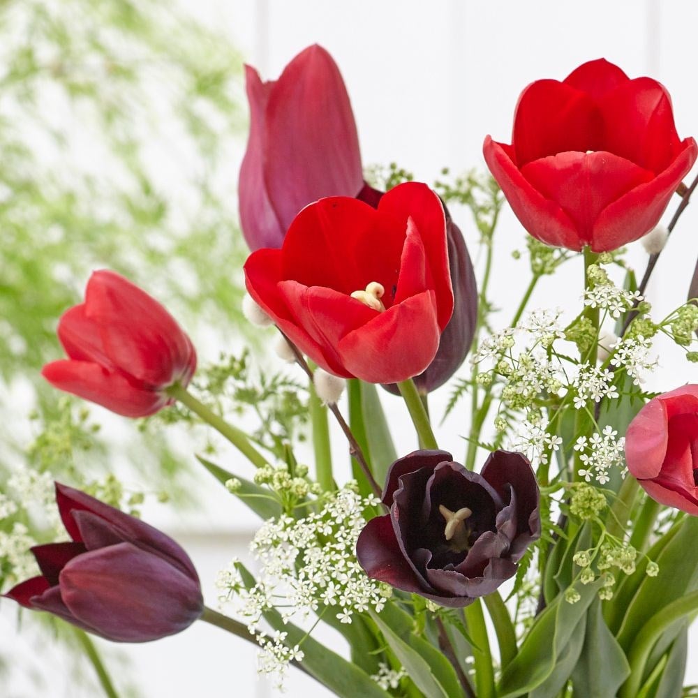 Plush velvet tulip collection