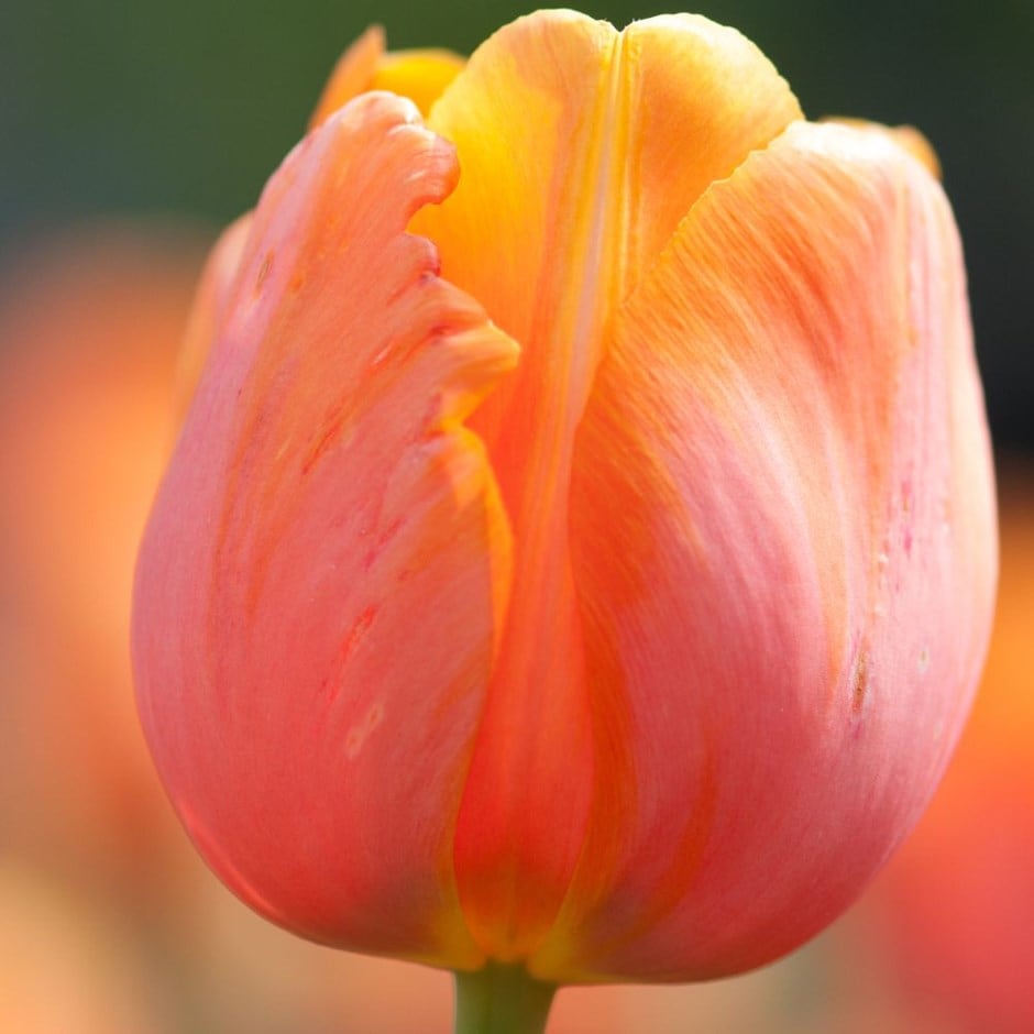 <i>Tulipa</i> 'Dordogne'
