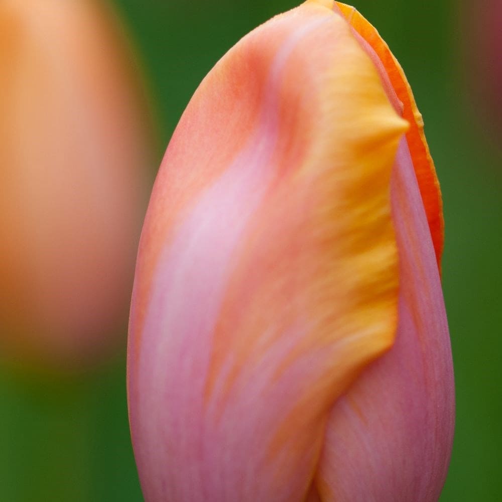 <i>Tulipa</i> 'Dordogne'