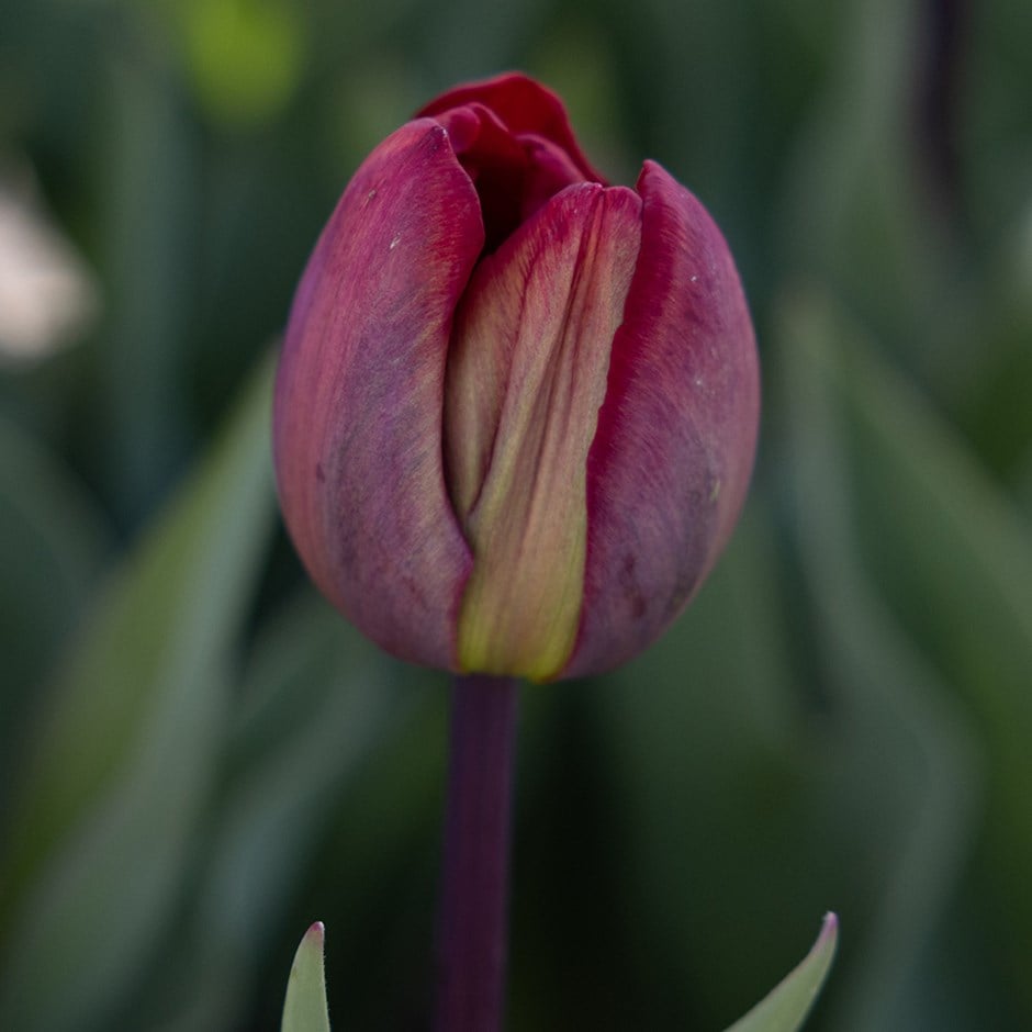 <i>Tulipa</i> 'Ridgedale'