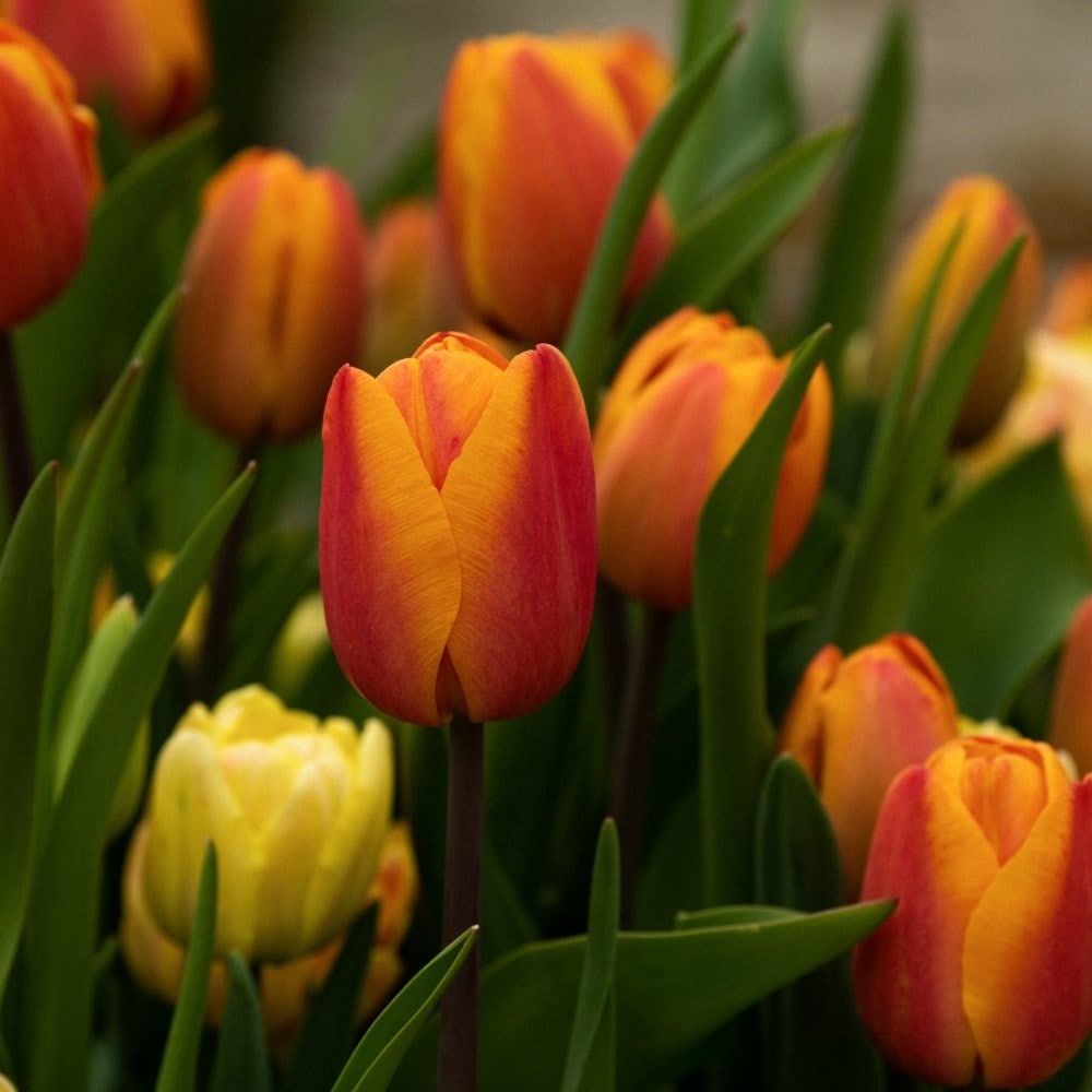 Charming apricot tulip collection